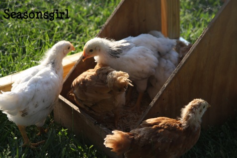chicks box2