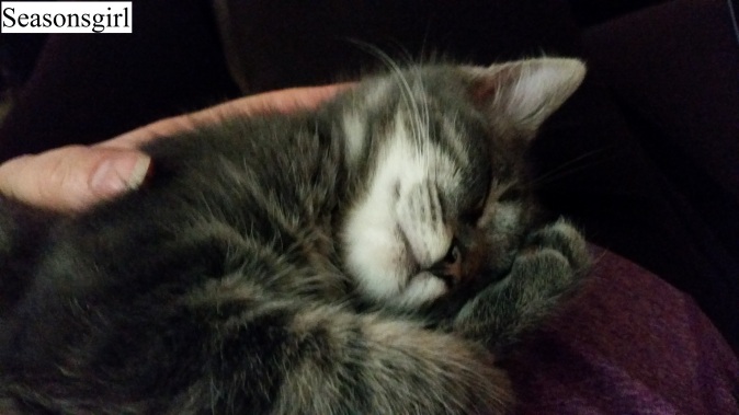 kitten cuddle