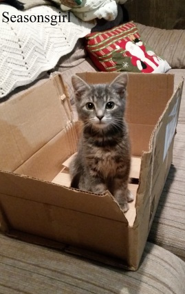 kittenbox